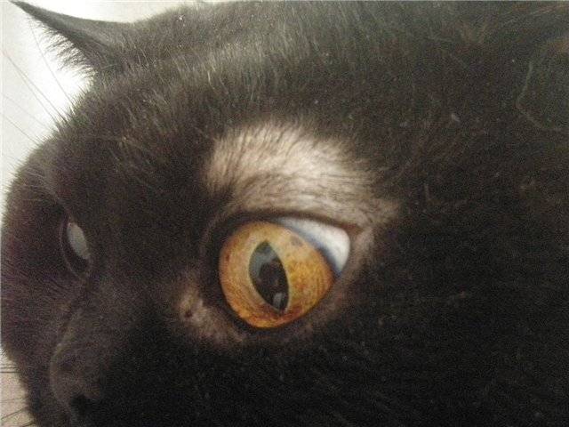 Почему у кошек выпадает шерсть вокруг глаз