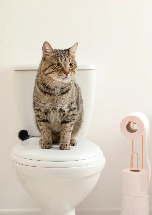 Почему котенок мяукает, когда ходит в туалет?