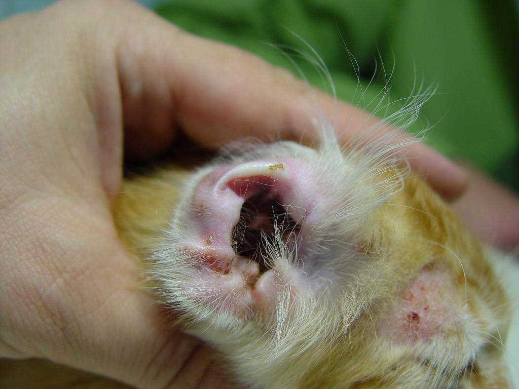 Ушной клещ у кошек: заражение, симптомы и особенности лечения