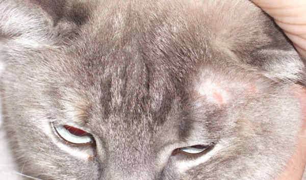 Лишай у кошек: причины, разновидности, симптомы, и методы лечения