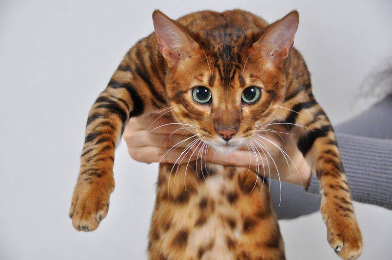 Бенгальская кошка - фото, цена котенка, окрасы, описание породы и характера