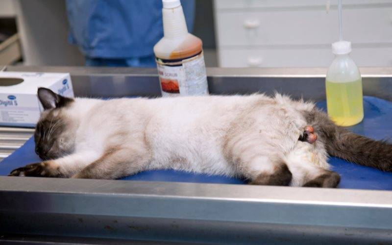 Как ухаживать за кошкой после стерилизации