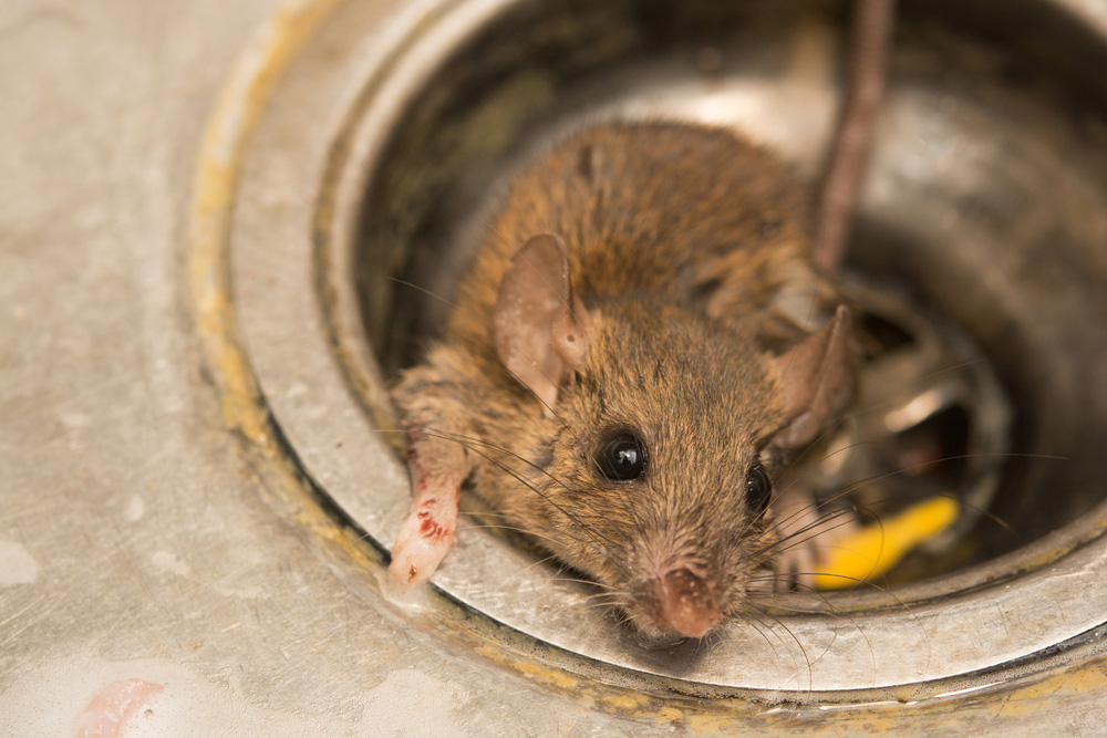 Сколько живут мыши? продолжительность жизни домашних и диких мышей