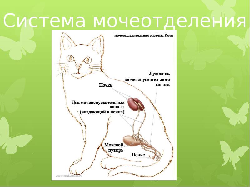 Схема строения выделительной системы млекопитающих