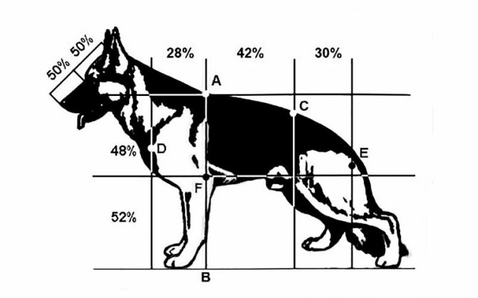 Как измерить рост собаки в холке – навык, который необходим любому владельцу