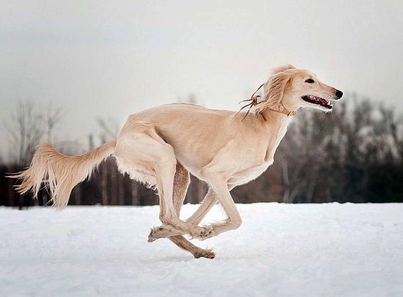 Собака тазы — описание среднеазиатской породы