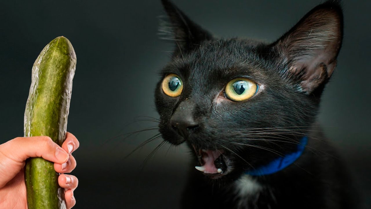 Почему коты боятся огурцов – вся правда о «кошачьей» психологии