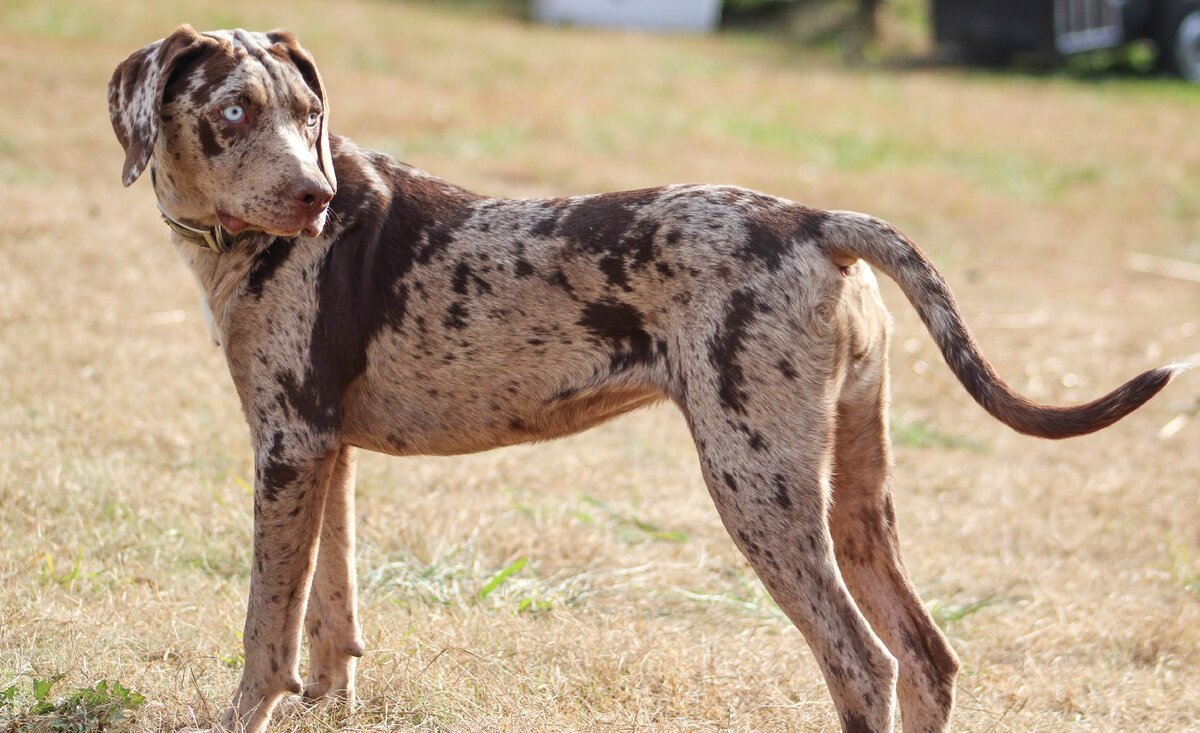 Самые редкие породы собак в мире с фотографиями и названиями: рейтинг