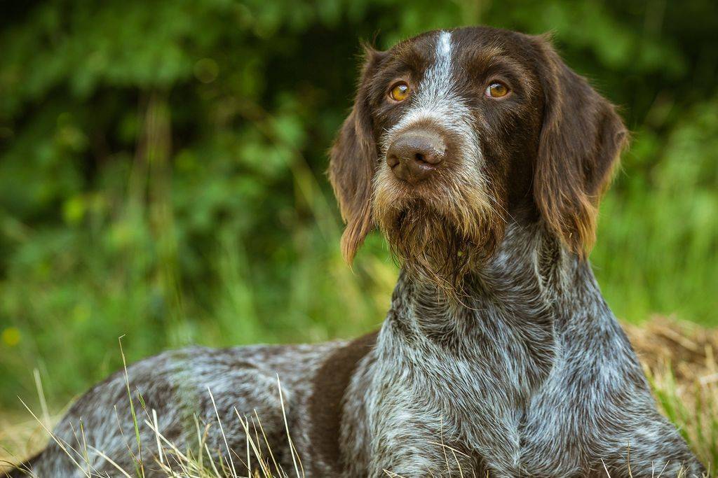 Легавые породы охотничьих собак с фотографиями и названиями