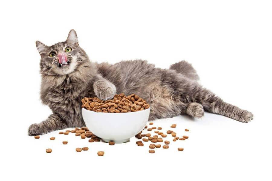 Основные линейки и состав корма для кошек «брит»