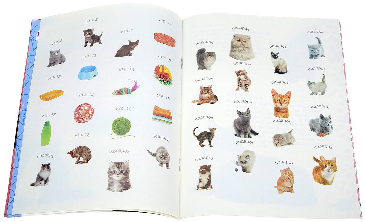 Как правильно воспитывать котенка. Как воспитать кота. Как воспитать котёнка правильно. Книга как воспитать кота. Воспитание котят книга.