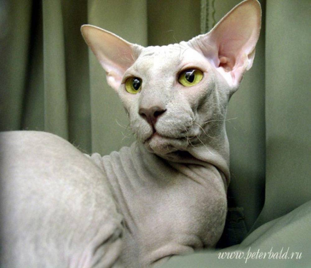 Петерболд: фото кошки, цена, описание породы, характер, видео, питомники