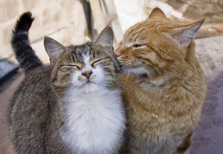 Как правильно познакомить и подружить двух кошек?