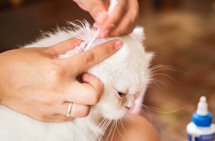 Нужно ли чистить уши кошкам британкам. как чистить уши котенку или взрослой кошке в домашних условиях. как почистить уши коту перекисью