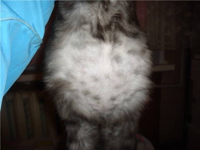 У котенка большой живот, а сам худой: причины, диагностика, лечение, профилактика