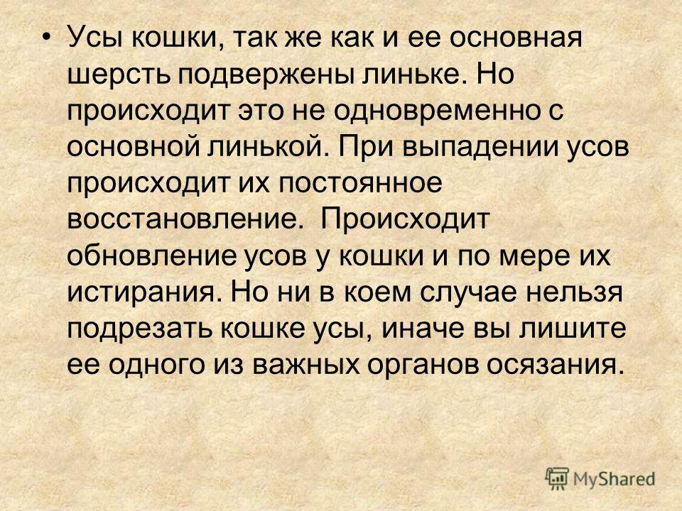 Зачем кошке усы проект