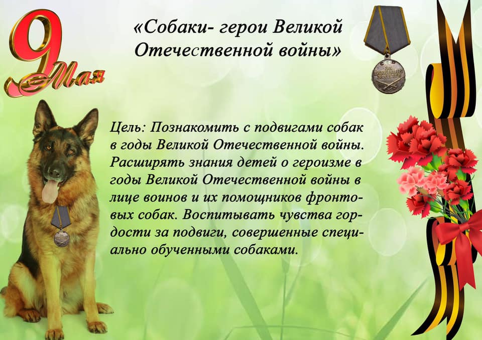 Собаки в годы отечественной войны: как помогали, сколько служило