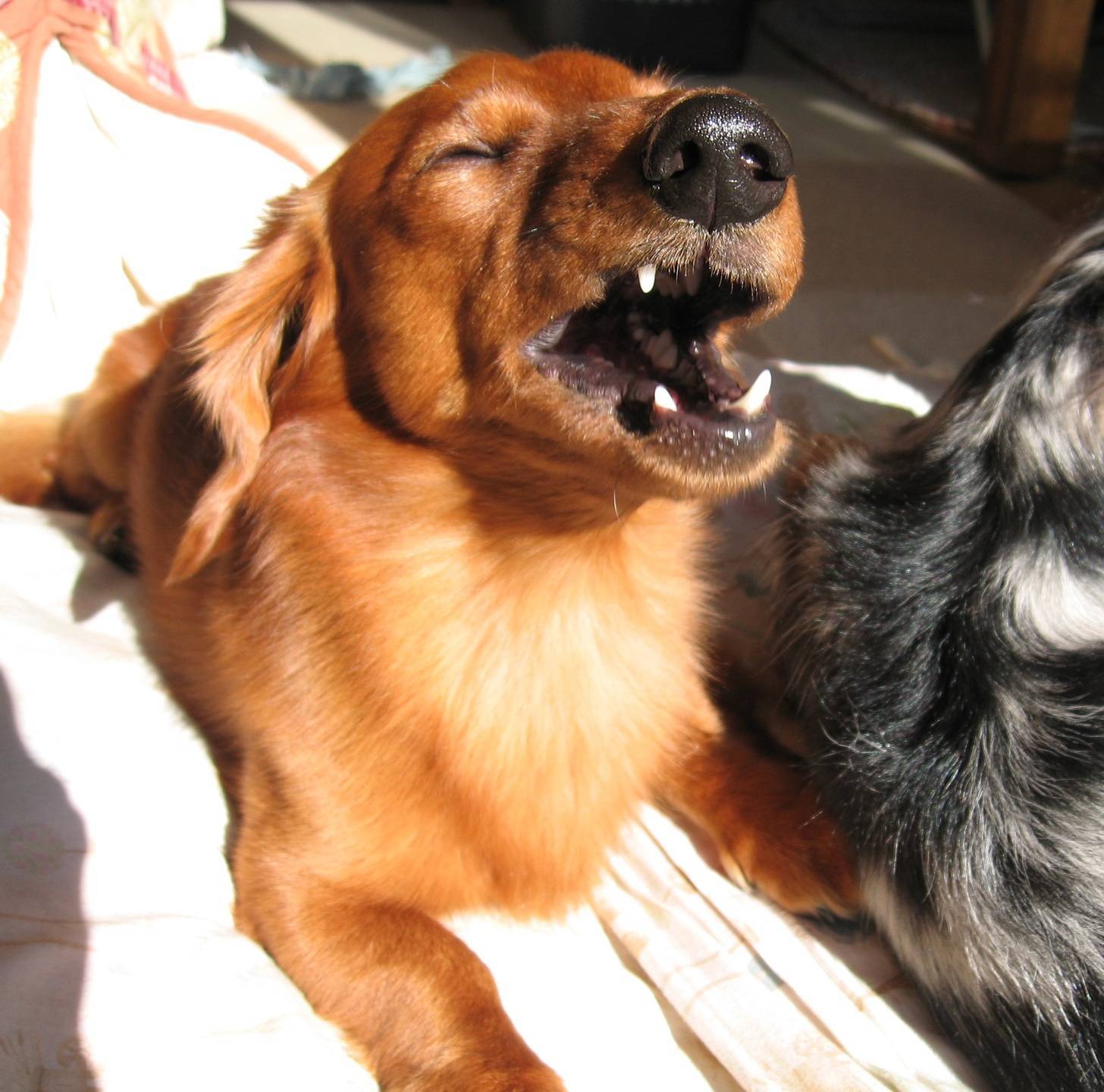 В каких случаях собака чихает и фыркает, что это значит, и нужно ли лечение