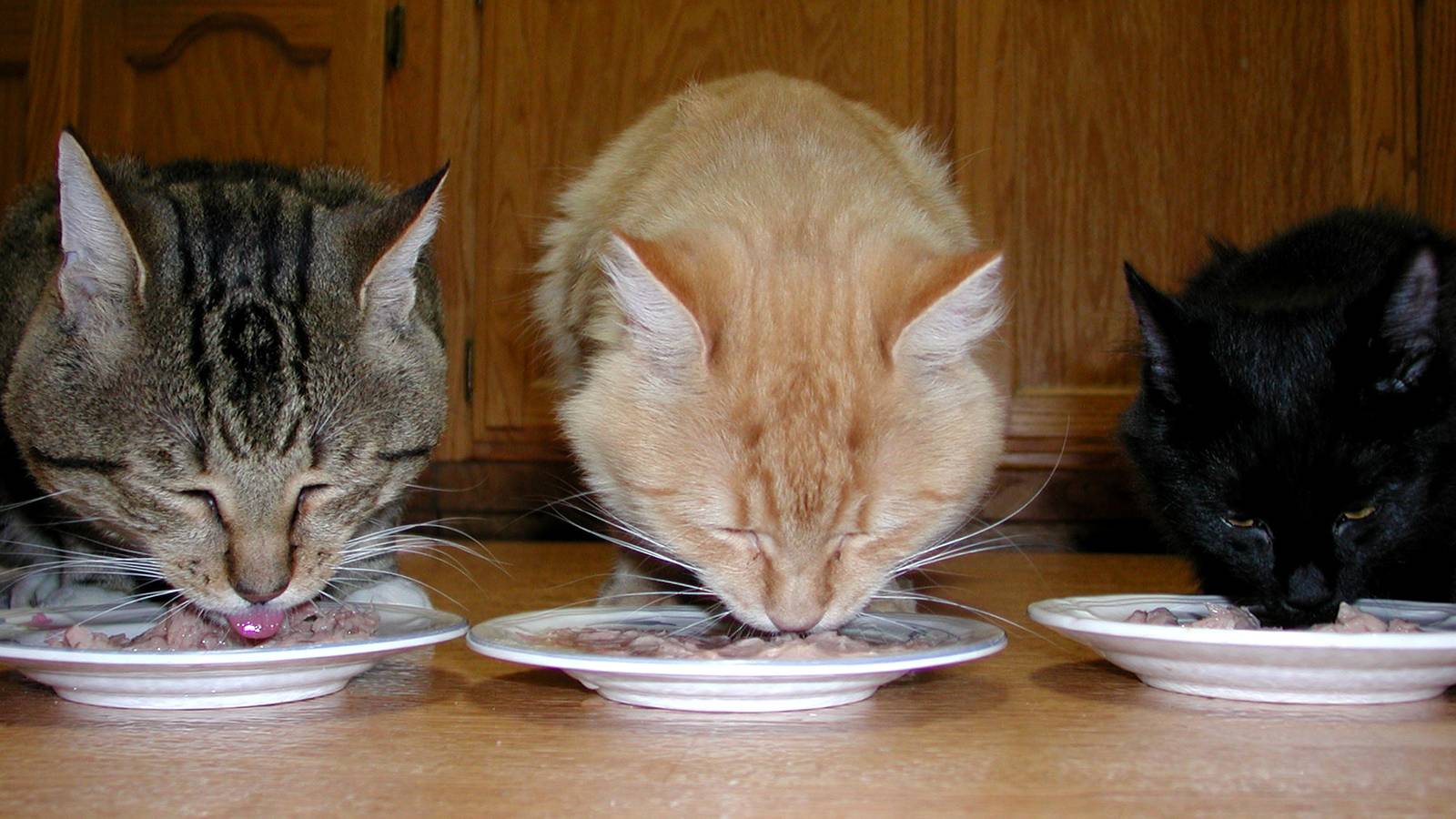 Старая кошка постоянно просит есть хотя ее кормили