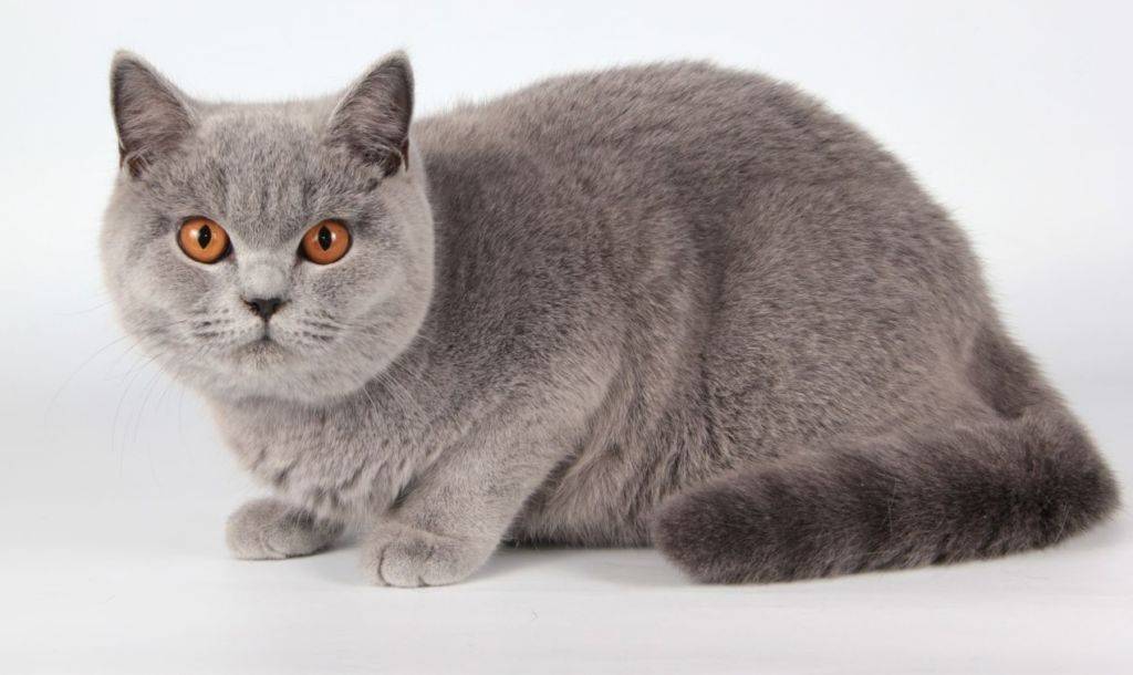 Британская короткошёрстная кошка: описание породы, фото, характер