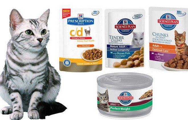 Самый хороший сухой корм для кошек по мнению ветеринаров: рейтинг лучших