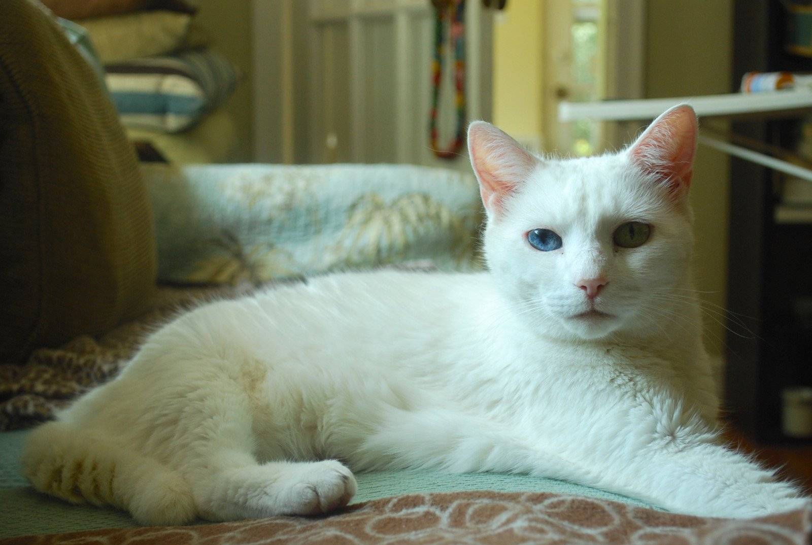 Анатолийская кошка: фото, описание породы, характер и разведение