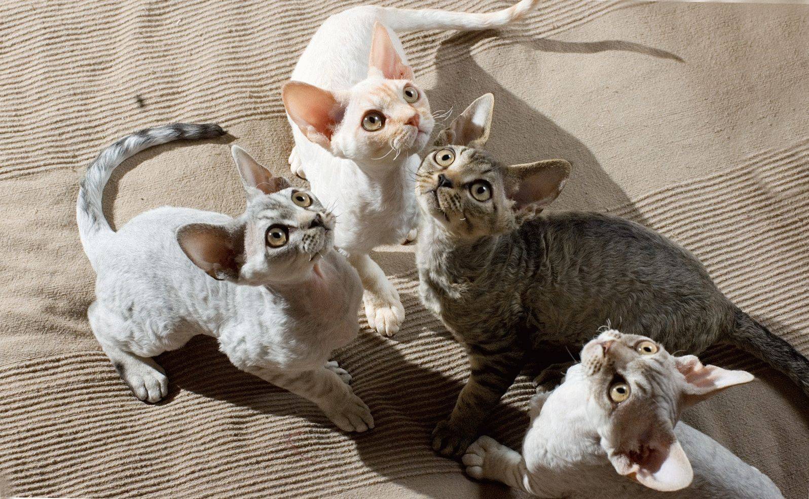 Варианты пород кошек для аллергиков и астматиков, примеры популярных видов