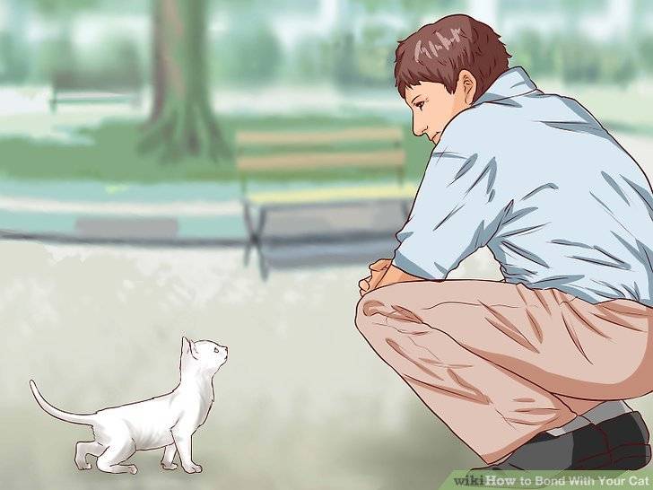 Как держать кота: подробная инструкция - лайфхакер
