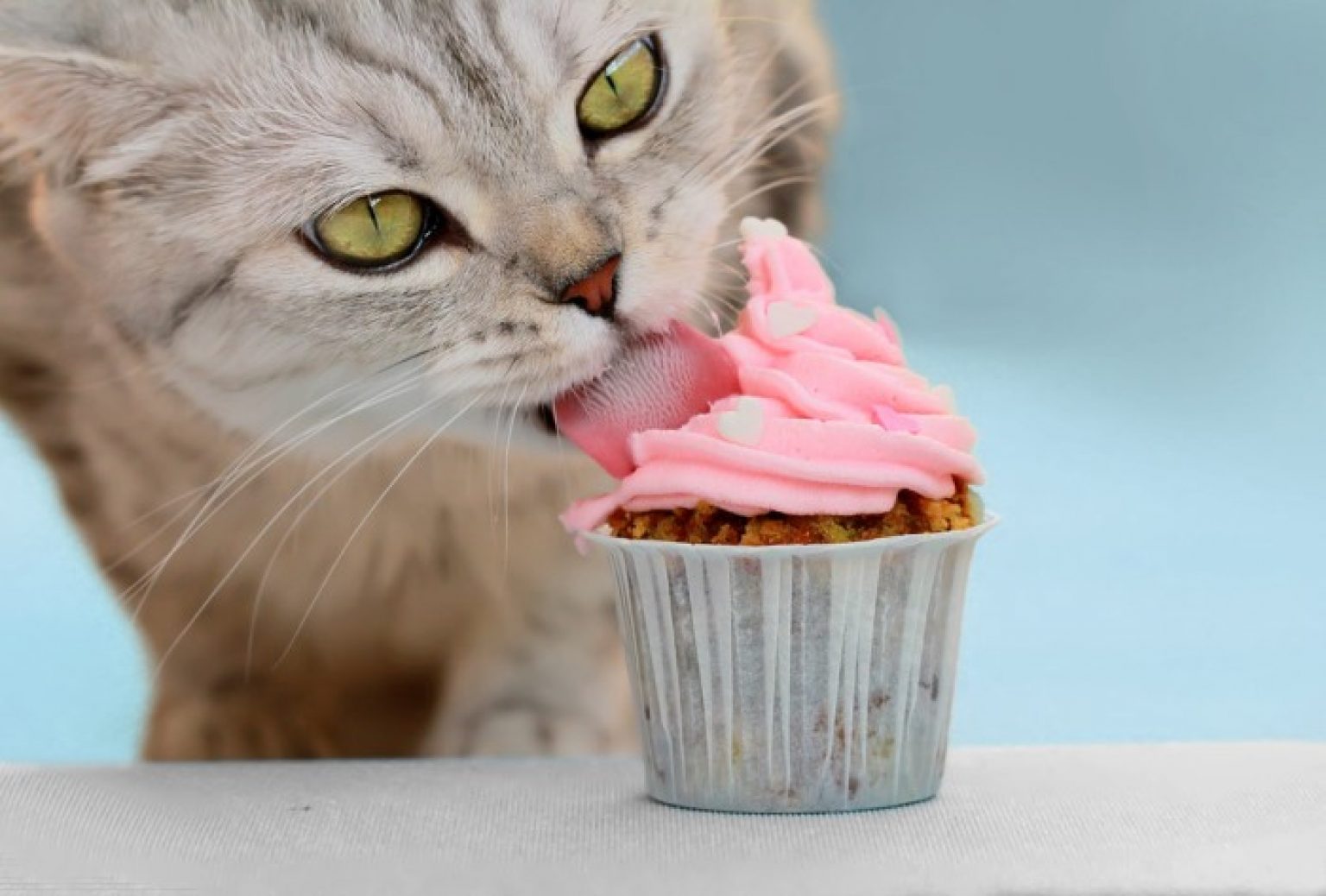 ᐉ можно ли кошкам мороженое - zoovet24.ru