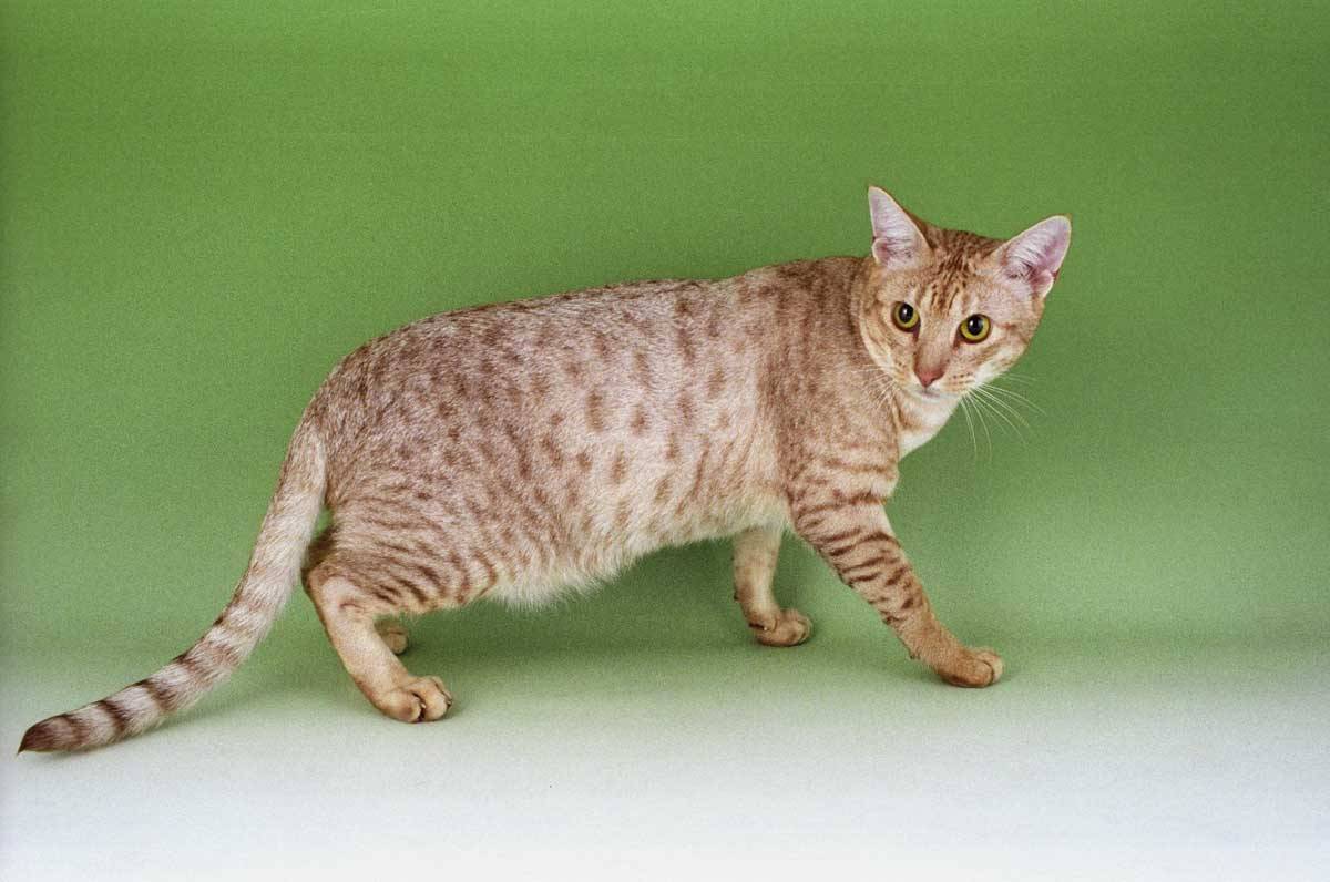 Кошки с круглыми ушами – список пород и их особенности