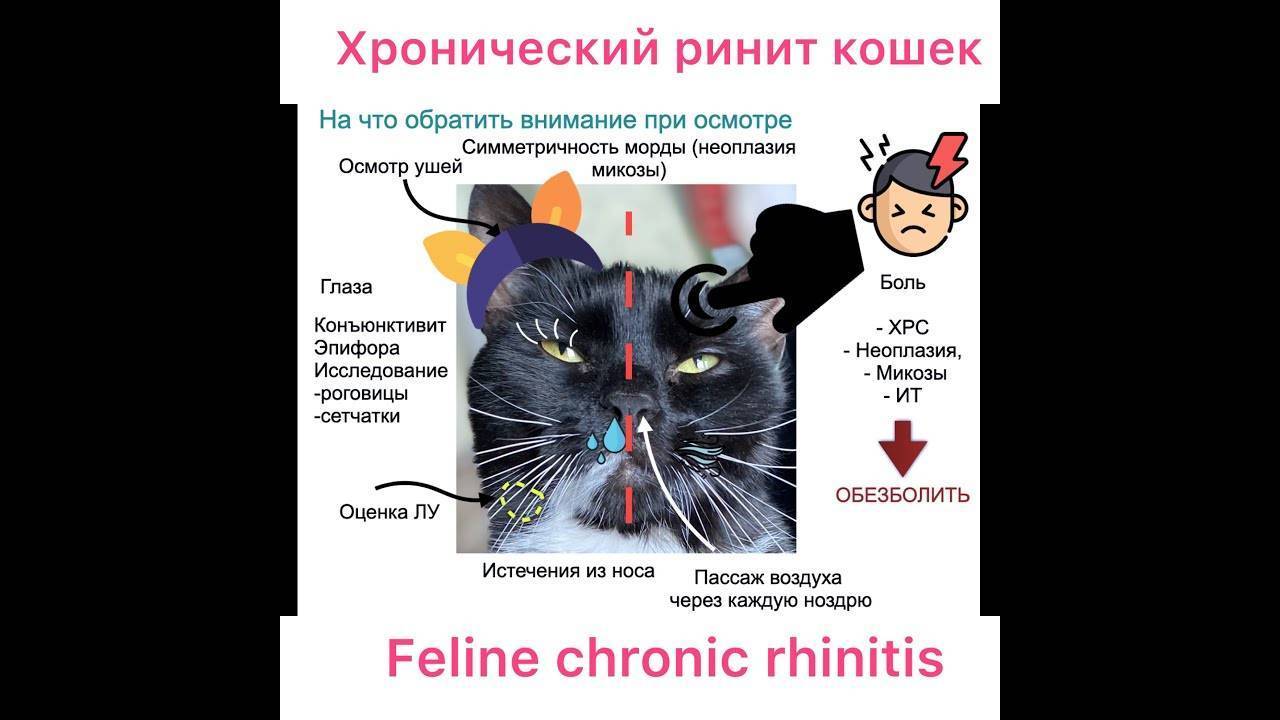 Простуда у кошек и котов: симптомы и лечение простудных заболеваний в домашних условиях