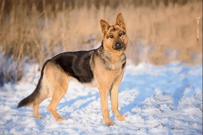 Смесь немецкой овчарки и восточно европейской овчарки фото