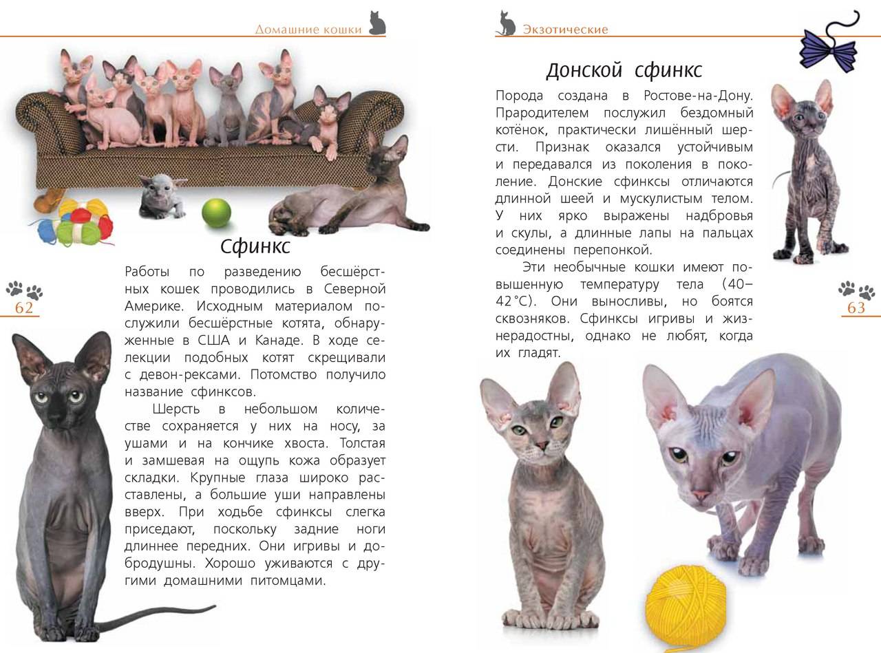 Какая температура тела у кошек сфинксов - zhivomag