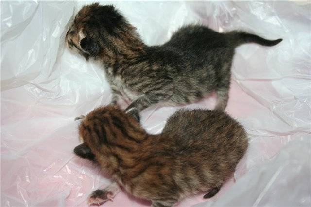 Кошка и котята после родов. Новорожденные котята. Недельные котята. Котята 1 неделя.
