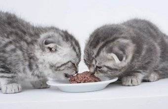 Чем кормить шотландского вислоухого или прямоухого котенка, кошку и кота