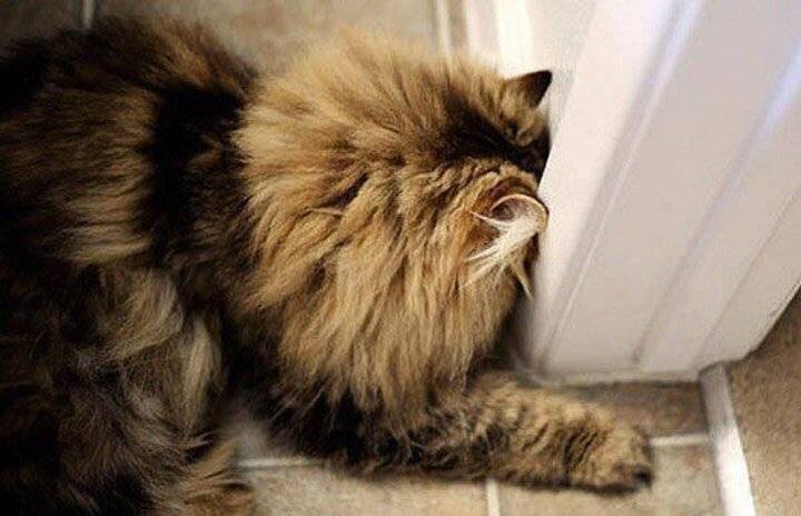 Почему кошка смотрит в стену? почему кот смотрит в пустоту? почему кошка смотрит в пустоту