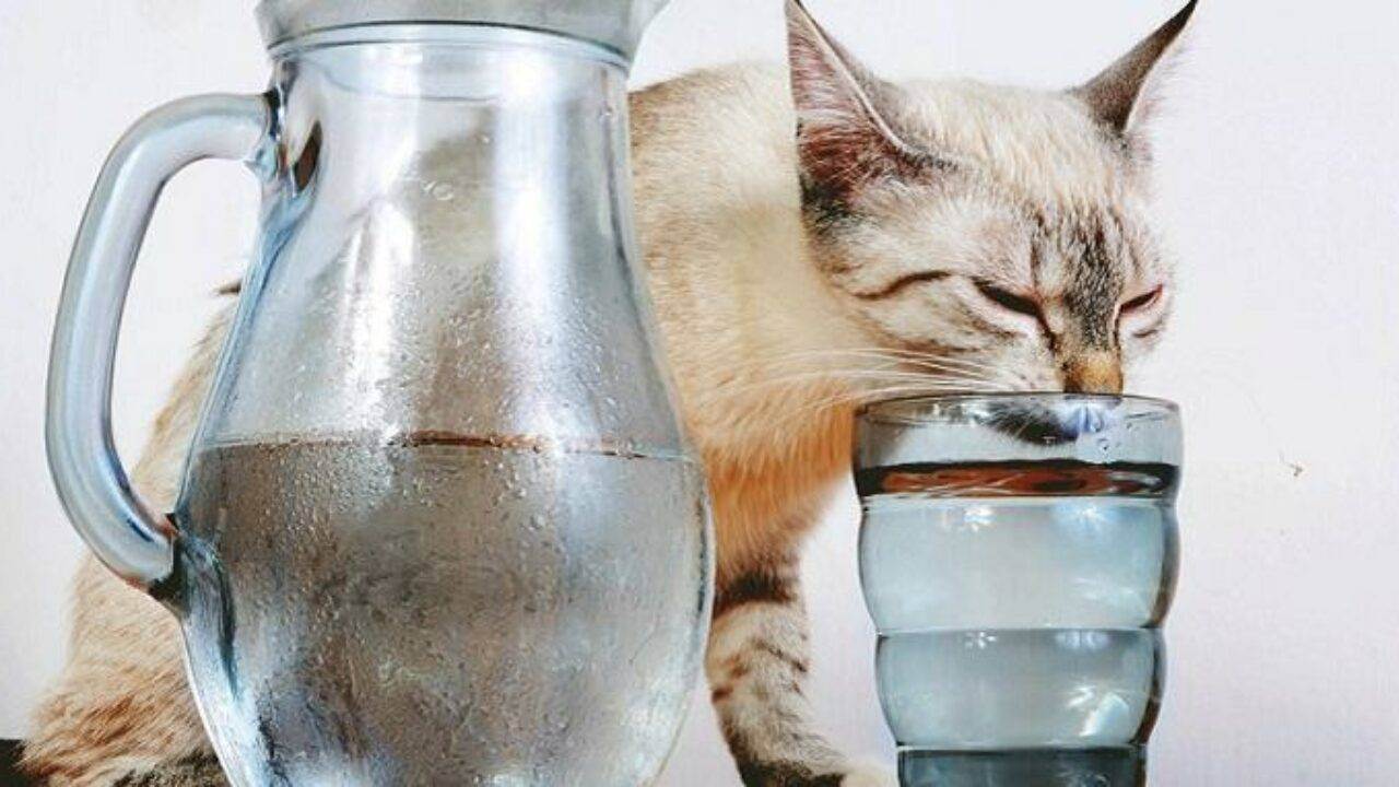 Можно ли пить воду из под крана?