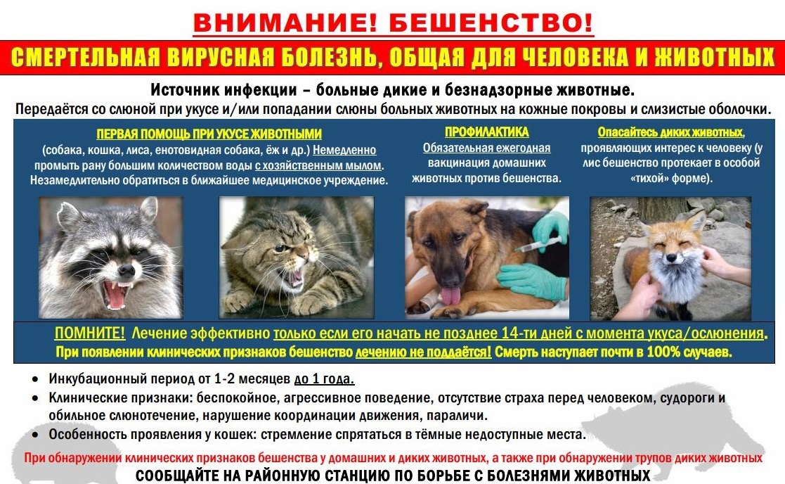 Как проявляется бешенство у кошек | советы от питомца✚