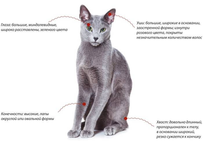 Русская голубая кошка: фото, описание породы, характер, сколько стоит, особенности, продолжительность жизни