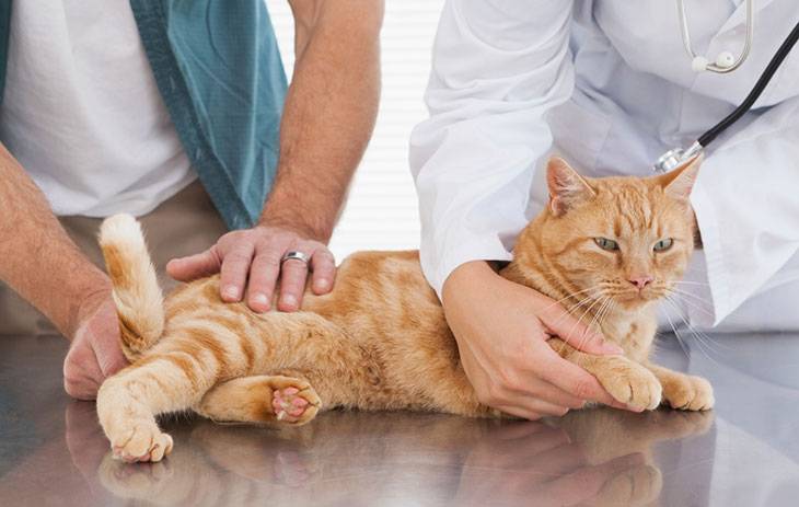 Энтерит у кошек симптомы и лечение
