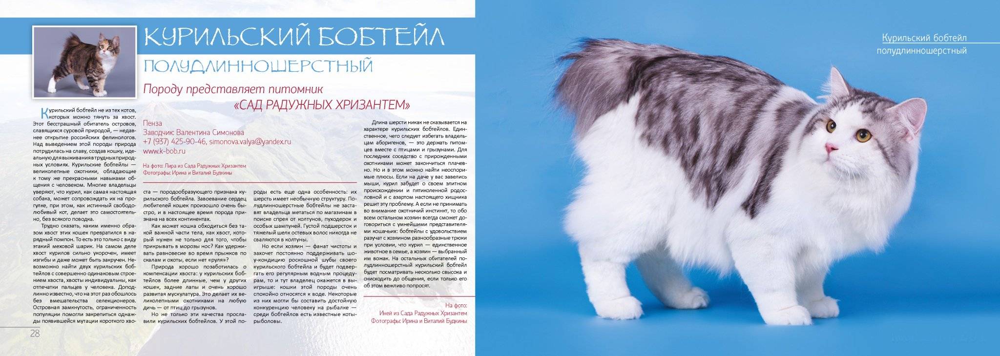 Бобтейл: характеристики породы, фото кошки, как правильно кормить и ухаживать, как выбрать котенка, отзывы владельцев кота