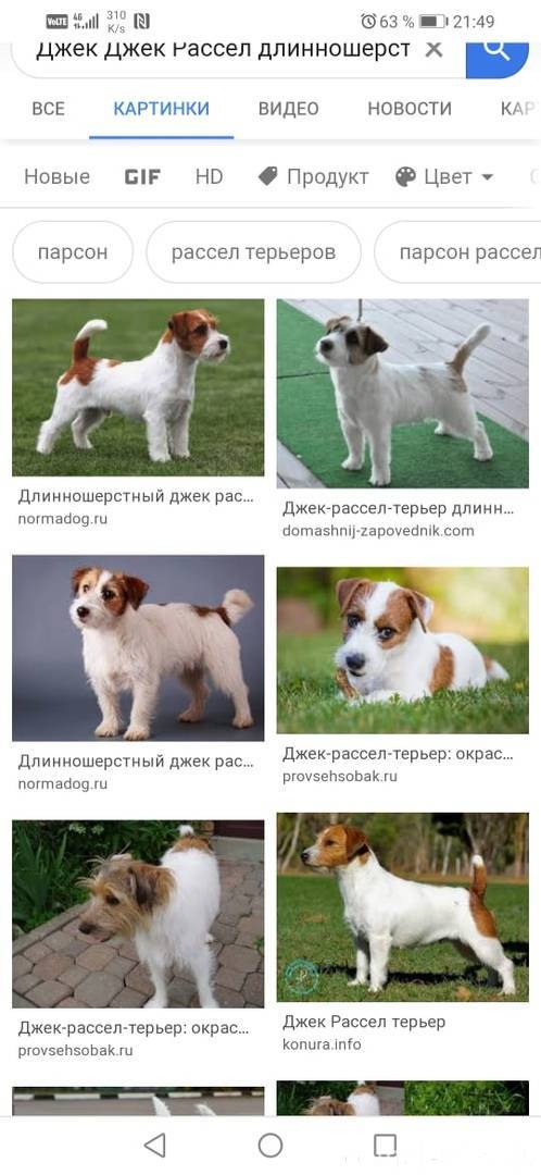 Описание породы джек-рассел-терьер