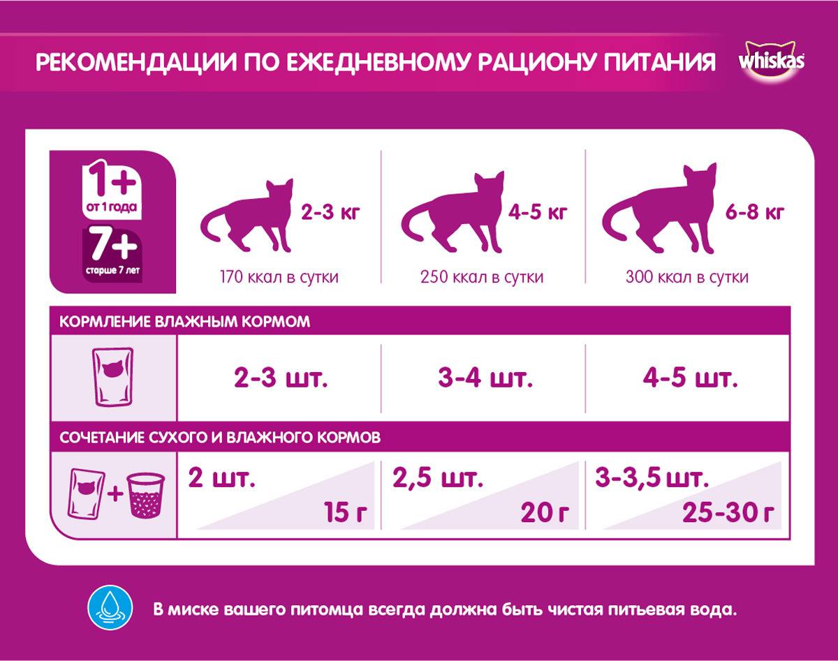 Сколько раз в день кормить кошку: правила питания