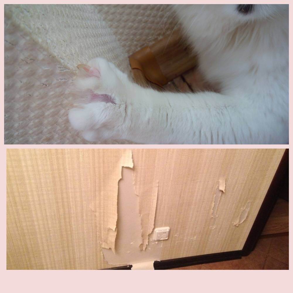 Как отучить кота драть обои  и портить стены?