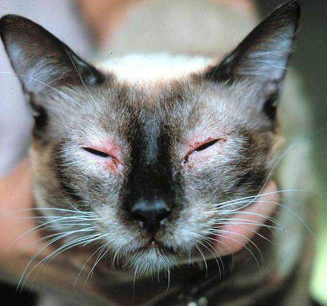 Атопический дерматит у кошек: лечение, характерные симптомы атопии, особенности содержания животного