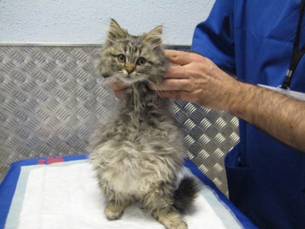 Асцит у кошек: описание, признаки, лечение, профилактика