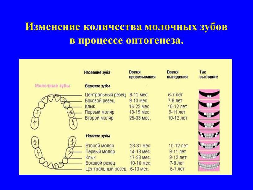 Смена зубов у щенков: симптомы и схема смены зубов у щенков, возможные осложнения, кормление, уход за зубами, породные особенности смены зубов