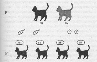 Окрасы кошек: генетика и классификация