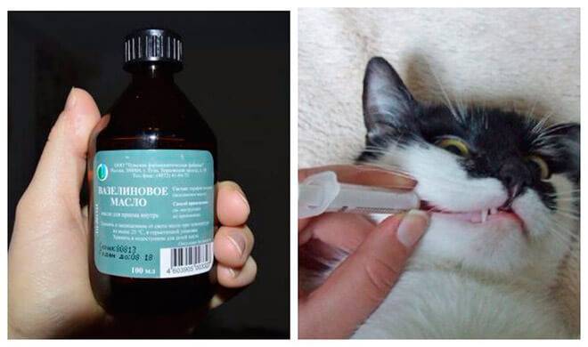 Как давать коту вазелиновое масло при запоре?
