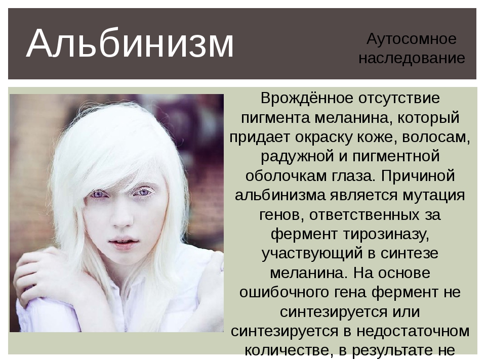Доберман - 99 фото служебной породы выведенной в германии